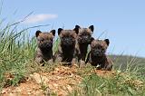 CAIRN TERRIER 309